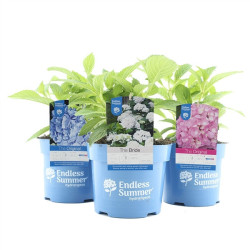 Hortenzija didžialapė MIX (Lot Hydrangea Endless)  C2/P17 - nuotrauka 1