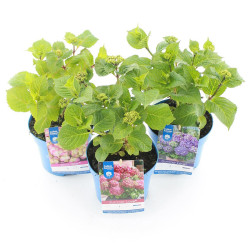 Hortenzija didžialapė MIX (Lot Hydrangea Endless)  C2/P17 - nuotrauka 2