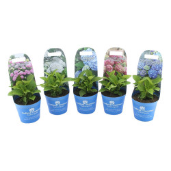 Hortenzija didžialapė MIX (Lot Hydrangea Endless)  C2/P17 POTCOVER - nuotrauka 1