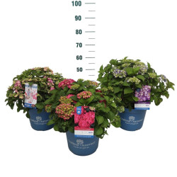 Hortenzija didžialapė MIX (Lot Hydrangea Endless)   C10 - nuotrauka 2