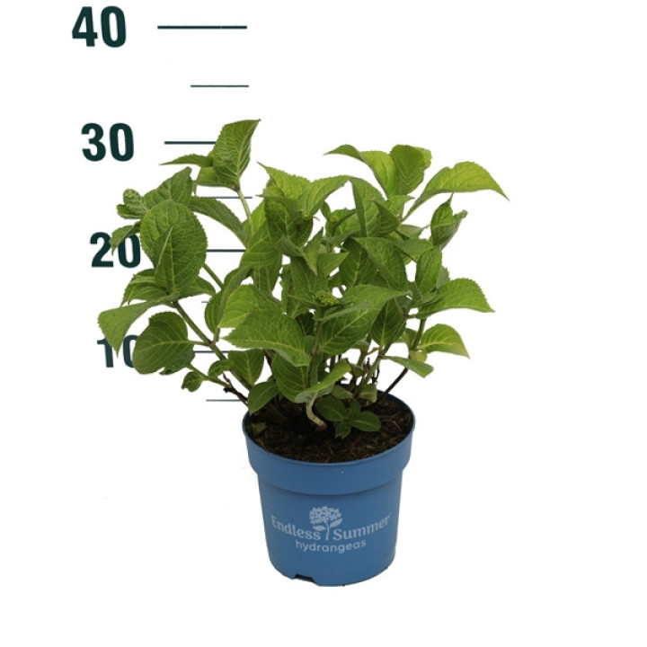 Hortenzija Endless Sum. The Original® Blue (Lot Hydrangea Endless Sum. The Original® Blue) C1,5/P14 15-20 CM | DIDŽIALAPĖS HORTE