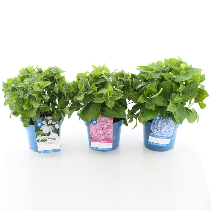 Hortenzija Endless Sum. The Original® Blue (Lot Hydrangea Endless Sum. The Original® Blue) C5/P23 25-30 CM | DIDŽIALAPĖS HORTENZ