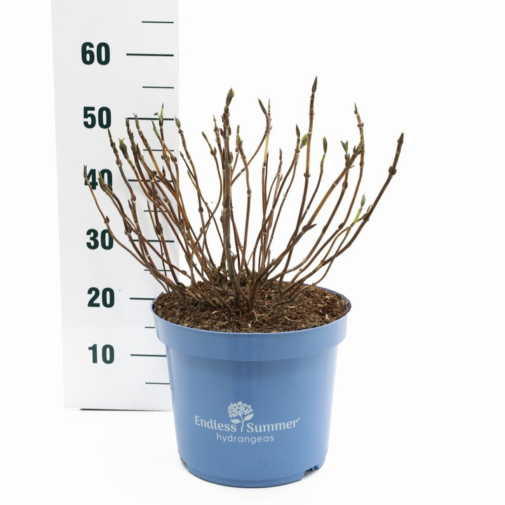 Hortenzija Endless Sum. The Original® Blue (Lot Hydrangea Endless Sum.