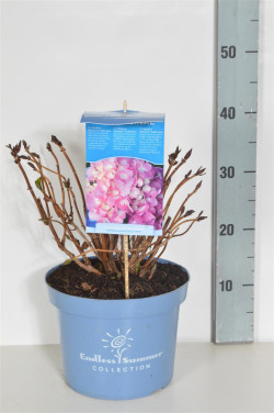 Hortenzija didžialapė (Lot Hydrangea macrophulla) Endless summer The Original® Pink C5/P23 25-30 CM - nuotrauka 1