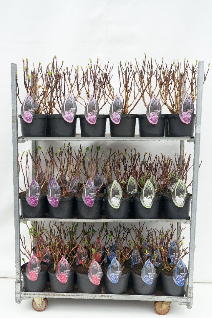 Hortenzija didžialapė (Lot Hydrangea m.) 'Exclusive' MIX C5/P23