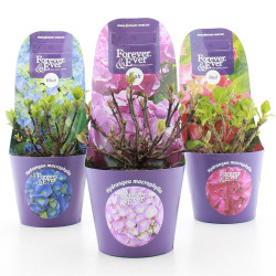 Hortenzija didžialapė MIX (Lot Hydrangea m.) 'Forever&Ever' C2/P17 POTCOVER - nuotrauka 2