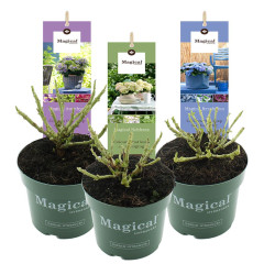 Hortenzija MIX (Lot Hydrangea mix)  C2/P17 - nuotrauka 1