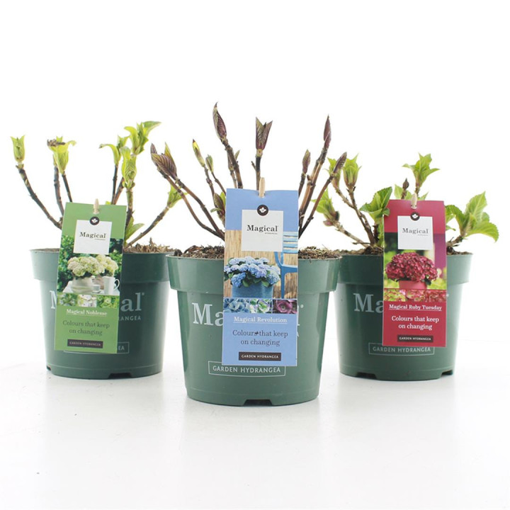 Hortenzija MIX (Lot Hydrangea mix)  C2/P17