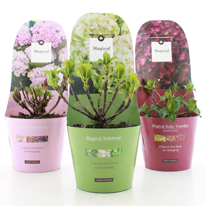 Hortenzija MIX (Lot Hydrangea mix)  C2/P17 POTCOVER