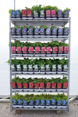 Hortenzija didžialapė MIX (Lot Hydrangea m. in)  C1,5/P14 30-40 CM - nuotrauka 1