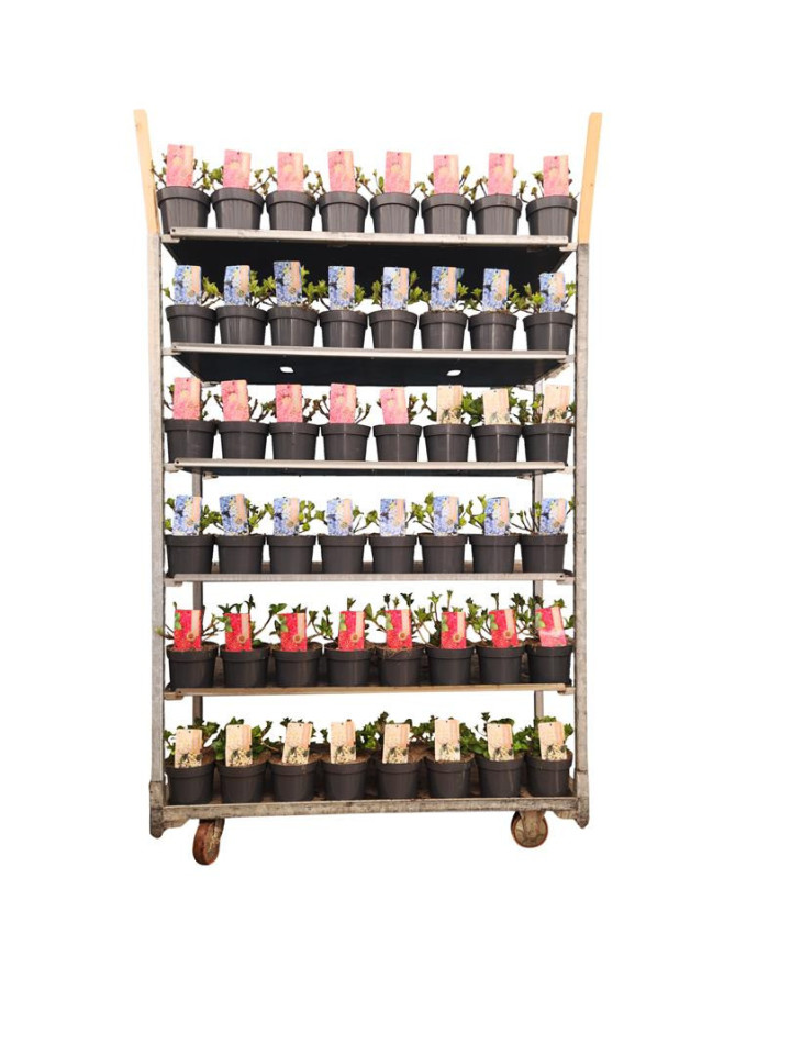 Hortenzija didžialapė MIX (Lot Hydrangea m. in)  C2/P17