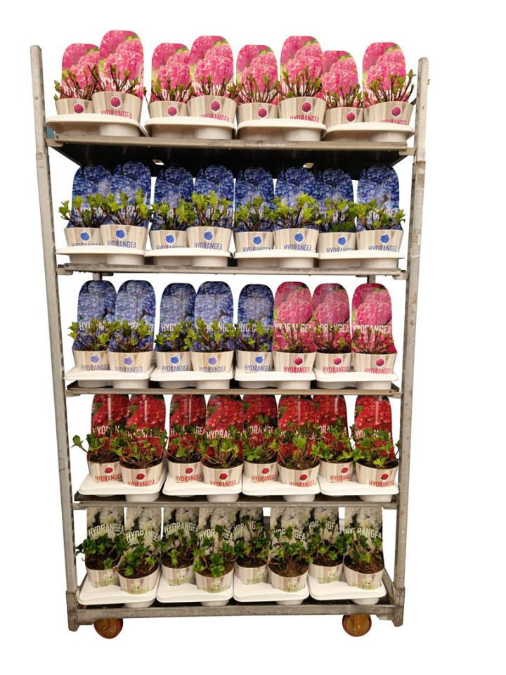 Hortenzija didžialapė MIX (Lot Hydrangea m. in)  C2/P17 POTCOVER