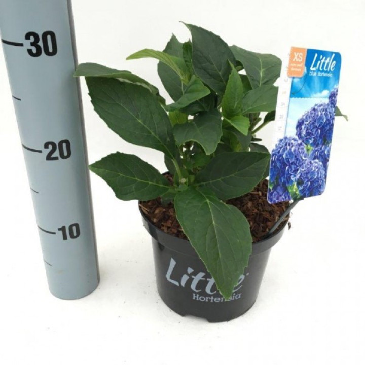 Hortenzija didžialapė (Lot Hydrangea m.) 'Little Blue' C2/P17 15-20 CM