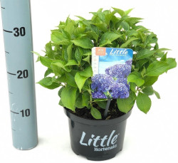Hortenzija didžialapė (Lot Hydrangea m.) 'Little Blue' C2/P17 15-20 CM - nuotrauka 2