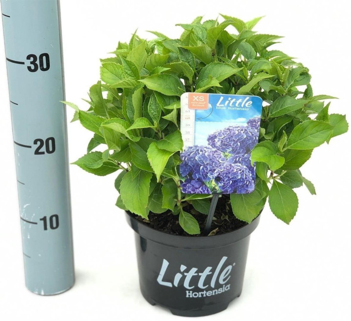 Hortenzija didžialapė (Lot Hydrangea m.) 'Little Blue' C2/P17 15-20 CM