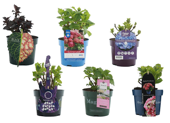 Hortenzija didžialapė (Lot Hydrangea m. in)  C2/P17