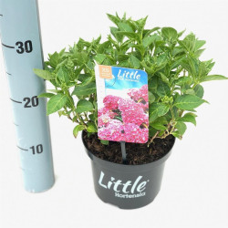 Hortenzija didžialapė (Lot Hydrangea m.) 'Little Pink' C2/P17 15-20 CM - nuotrauka 2