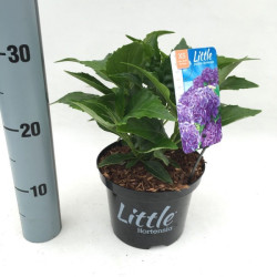 Hortenzija didžialapė (Lot Hydrangea m.) 'Little Purple' C2/P17 15-20 CM - nuotrauka 1