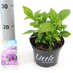 Hortenzija didžialapė (Lot Hydrangea m.) 'Little Purple' C2/P17 15-20 CM - nuotrauka 2