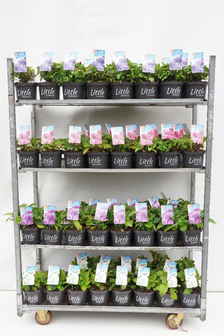 Hortenzija didžialapė (Lot Hydrangea m.) 'Little Collection' MIX C2/P17 15-20 CM