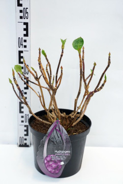 Hortenzija didžialapė (Lot Hydrangea m.) 'Blacksteel Purple' C5/P23