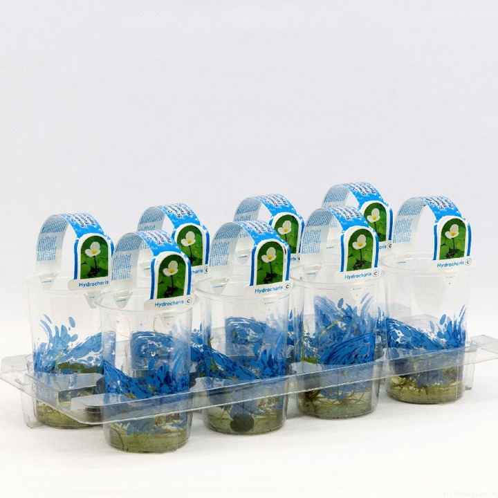 Plūduriuojantysis vandenplūkis (Lot Hydrocharis morsus-ranae)  PLASTIC POT