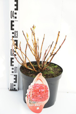 Hortenzija didžialapė (Lot Hydrangea m.) 'Red Ball' C5/P23