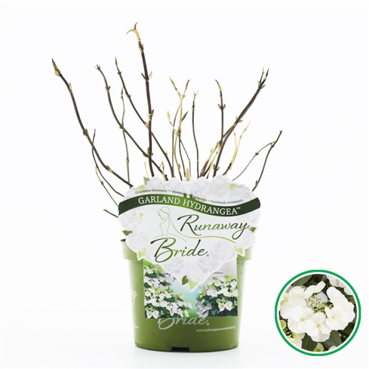 Hortenzija didžialapė (Lot Hydrangea m.) 'Runaway Bride' C2/P17