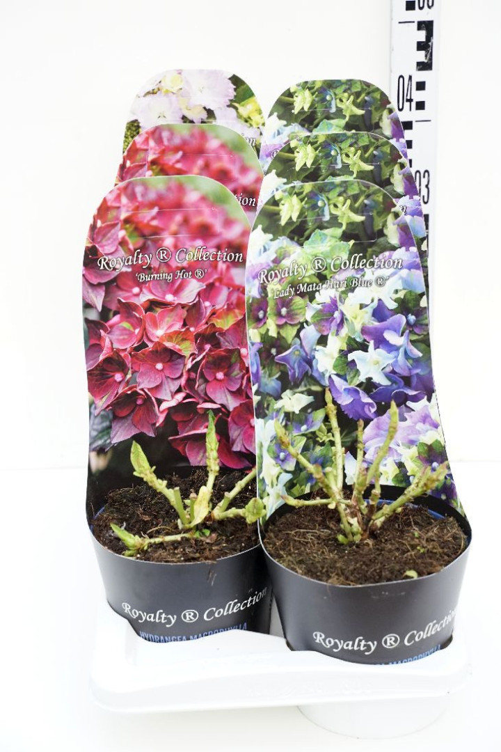 Hortenzija didžialapė MIX (Lot Hydrangea m.) 'Royalty Collection' C2/P17 POTCOVER