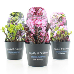 Hortenzija didžialapė MIX (Lot Hydrangea m.) 'Royalty Collection' C2/P17 POTCOVER - nuotrauka 2