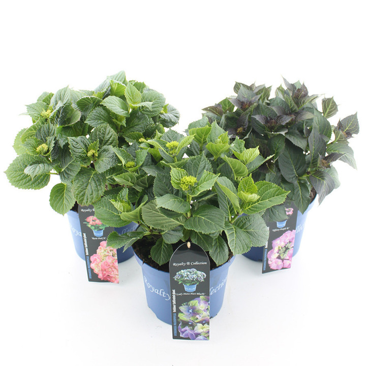 Hortenzija didžialapė (Lot Hydrangea m.) 'Royalty Collection' C5/P23 30-40 CM | DIDŽIALAPĖS HORTENZIJOS | HORTENZIJOS