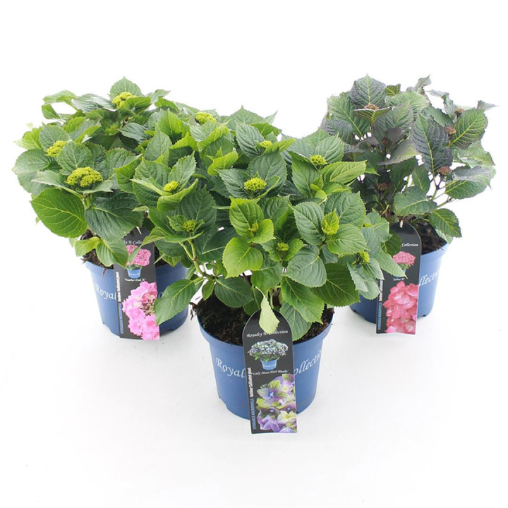 Hortenzija didžialapė (Lot Hydrangea m.) 'Royalty Collection' C5/P23 30-40 CM | DIDŽIALAPĖS HORTENZIJOS | HORTENZIJOS