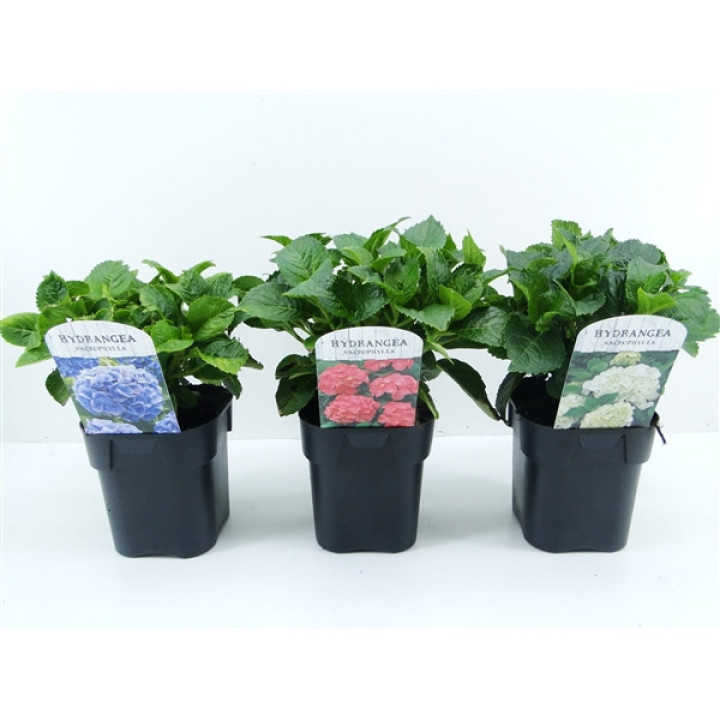 Hortenzija didžialapė (Lot Hydrangea m.)  C2/P17