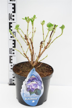Hortenzija didžialapė (Lot Hydrangea m.) 'Teller Blue' C5/P23