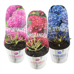 Hortenzija didžialapė MIX (Lot Hydrangea m.) 'teller in cultivars' C2/P17 POTCOVER - nuotrauka 1