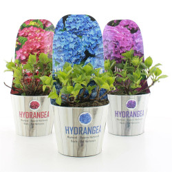 Hortenzija didžialapė MIX (Lot Hydrangea m.) 'teller in cultivars' C2/P17 POTCOVER - nuotrauka 2