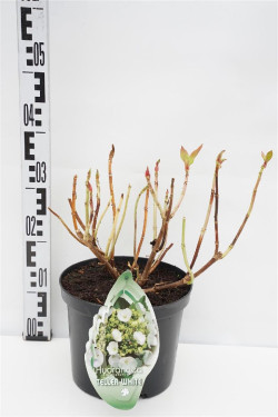 Hortenzija didžialapė (Lot Hydrangea m.) 'Teller White' C5/P23