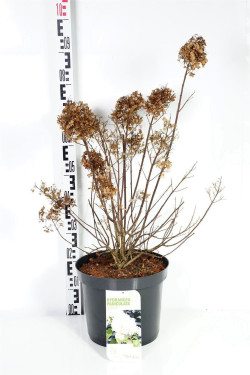 Šluotelinė hortenzija (Lot Hydrangea pan.) 'Bobo' C12 50-60 CM