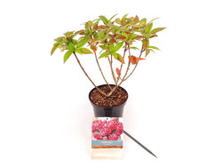 Šluotelinė hortenzija (Lot Hydrangea pan.) 'Bonfire' C1,5/P15 20-30 CM - nuotrauka 1