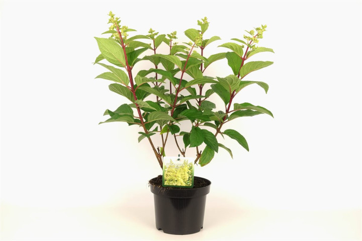 Šluotelinė hortenzija (Lot Hydrangea pan.) 'Candlelight' C3/P19 30-40 CM | ŠLUOTELINĖS HORTENZIJOS | HORTENZIJOS