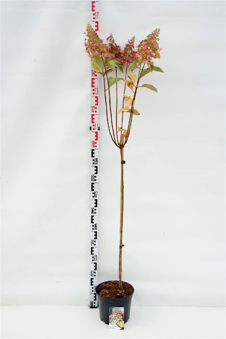 Šluotelinė hortenzija (Lot Hydrangea pan.) 'Candlelight' C5/P23 STIEBAS 80 CM