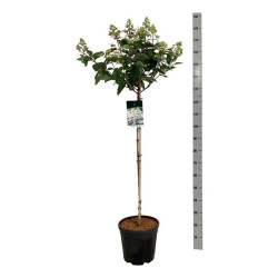 Šluotelinė hortenzija (Lot Hydrangea pan.) 'Early Harry' C15 STIEBAS 90 CM - nuotrauka 2