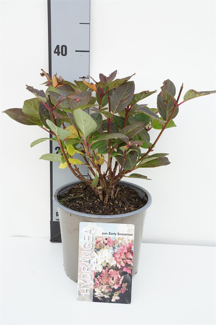 Šluotelinė hortenzija (Lot Hydrangea pan.) 'Early Sensation' C3/P19 30-40 CM | ŠLUOTELINĖS HORTENZIJOS | HORTENZIJOS