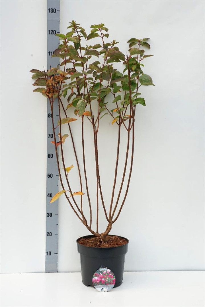 Šluotelinė hortenzija (Lot Hydrangea pan.) 'Fraise Melba' C7,5/P26 60-80 CM