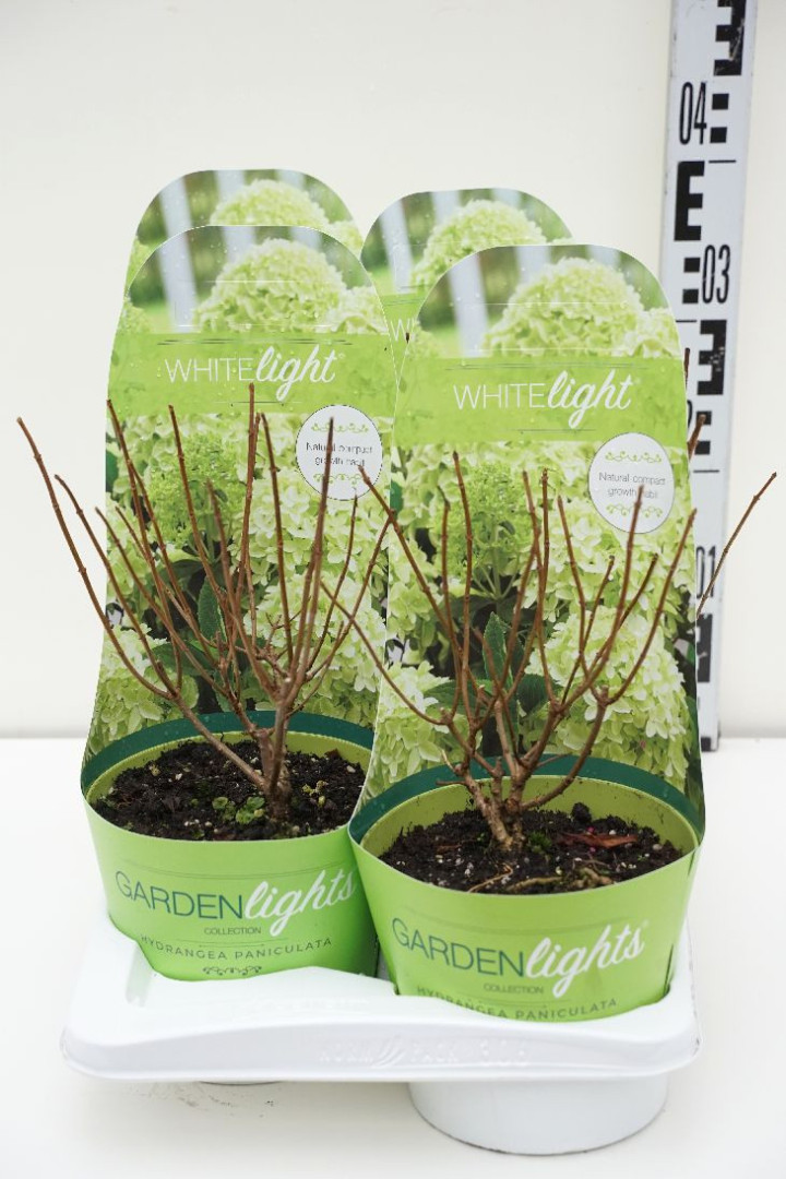 Šluotelinė hortenzija (Lot Hydrangea pan.) 'Garden Lights' C2/P17 POTCOVER