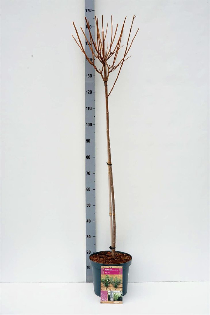Šluotelinė hortenzija (Lot Hydrangea pan.) 'Kyushu' C7,5/P26 KOTAS 90 CM | ŠLUOTELINĖS HORTENZIJOS | HORTENZIJOS