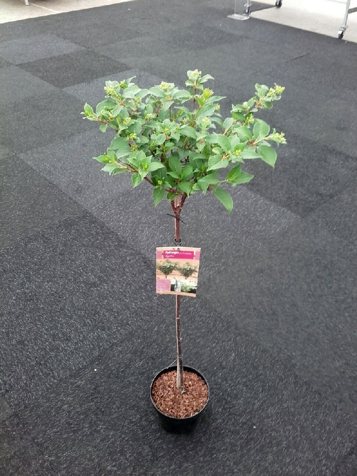 Šluotelinė hortenzija (Lot Hydrangea pan.) 'Kyushu' C7,5/P26 STIEBAS 100 CM