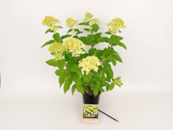 Šluotelinė hortenzija (Lot Hydrangea pan.) 'Limelight' C1,5/P15 20-30 CM - nuotrauka 2