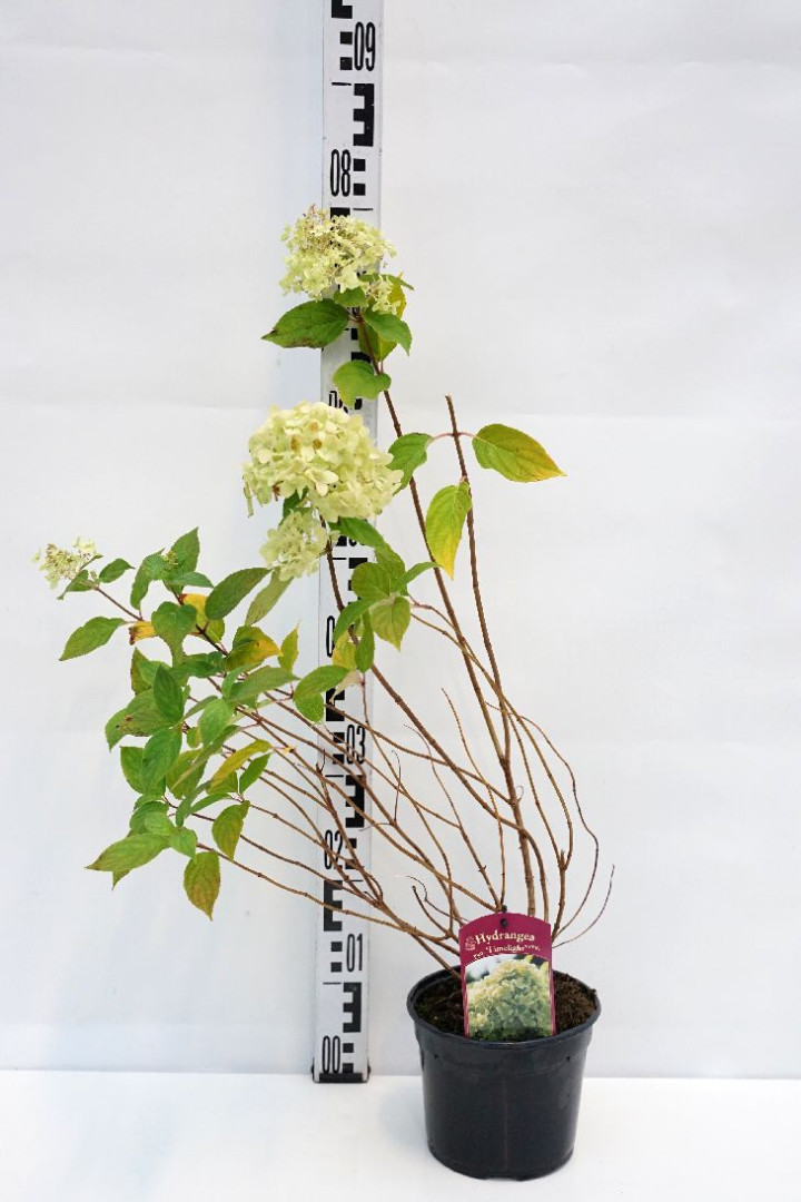 Šluotelinė hortenzija (Lot Hydrangea pan.) 'Limelight' C2/P17 | ŠLUOTELINĖS HORTENZIJOS | HORTENZIJOS