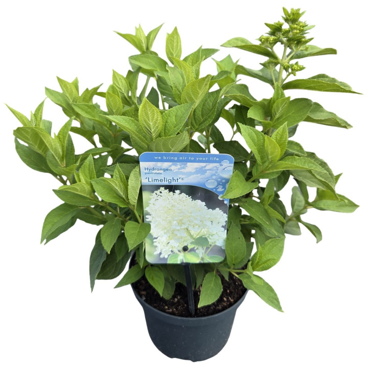 Šluotelinė hortenzija (Lot Hydrangea pan.) 'Limelight' C2/P17 30-40 CM